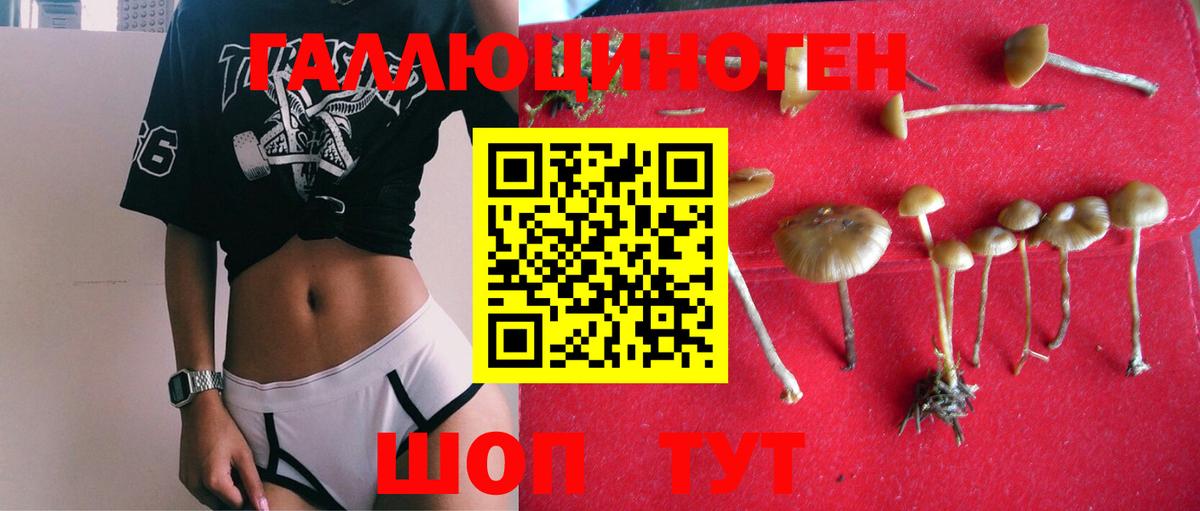 Кулебаки  Галлюциногенные грибы Psilocybine cubensis  Вход с VPN 